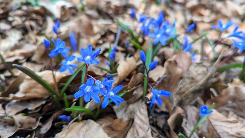 Small deep blue flowers growing out of dry leaves