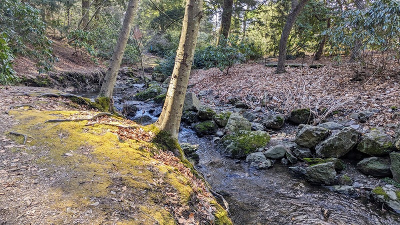 Two smooth trees grow on a mossy riverbank