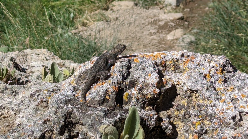 Close up of a lizard sitting on a rock covered with colorful lichen