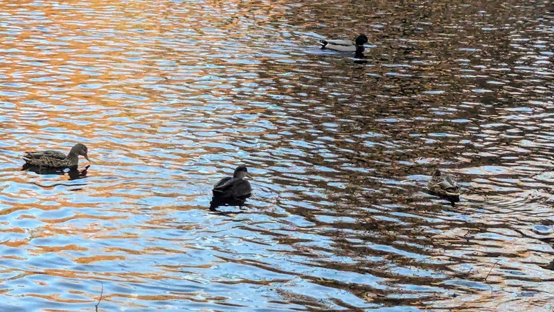 Three mallard ducks swimming