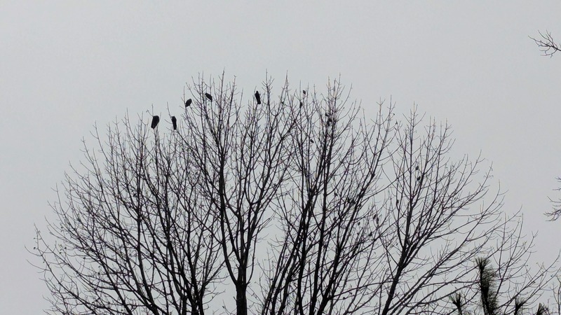 Five crows and several blackbirds sit silhouetted in a tree