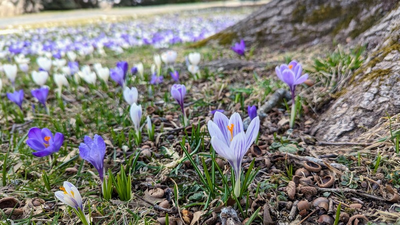 A field of purple and white flowers growing next to the trunk of a big tree