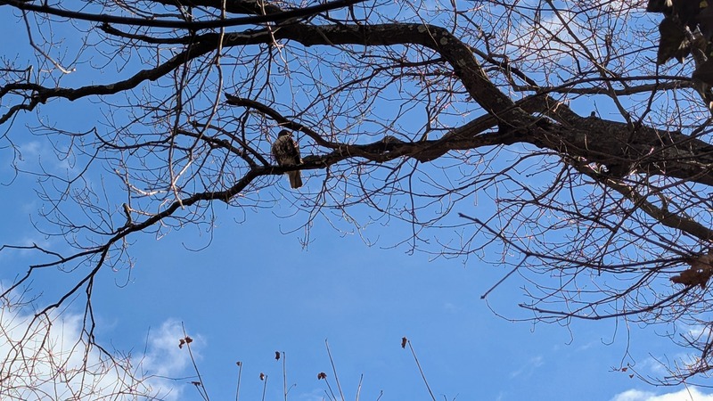 A hawk sits in a tree