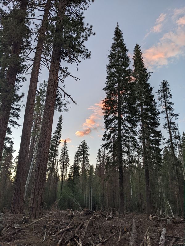 Tall evergreen trees in twilight