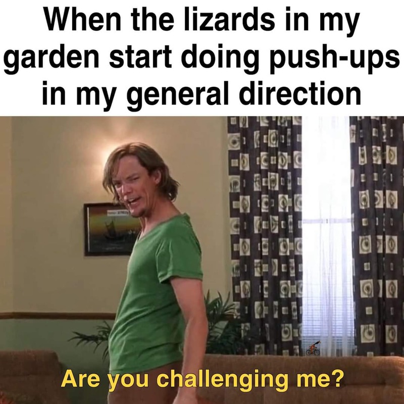 Meme: When the lizards start doing pushups in my general direction: "Are you challenging me?"