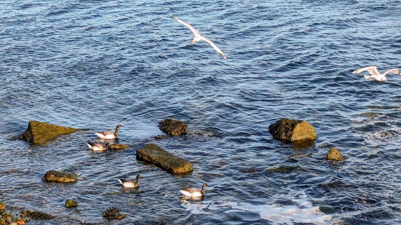 Two seagulls fly above the water. Four geese (called brants) float in the water.