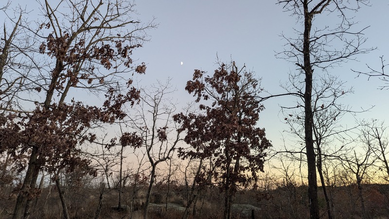 The moon at dusk behind trees