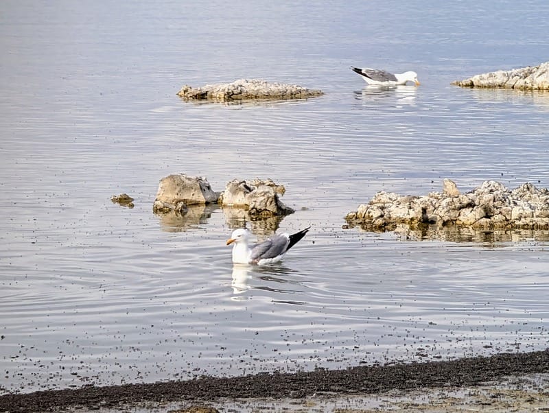 A California Gull floats on Mono Lake