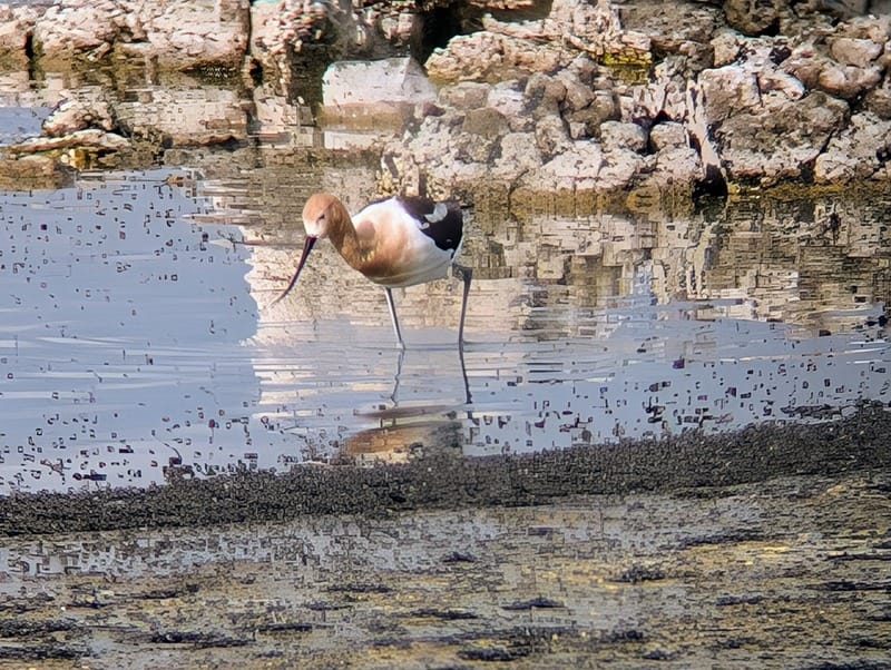 An American Avocet, a shorebird with long legs and a long, upcurved bill