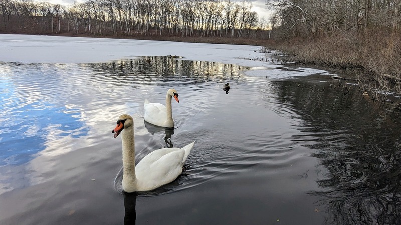 One swan hisses, mouth open, as they swim towards the dock. Another swan and some ducks look on