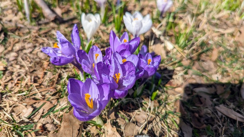 Purple and orange flowers growing out of grass in the sun