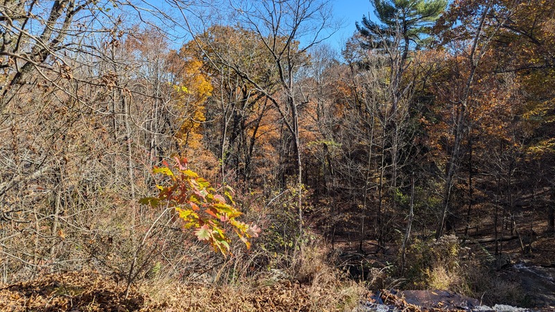 Colorful fall leaves on mostly bare trees