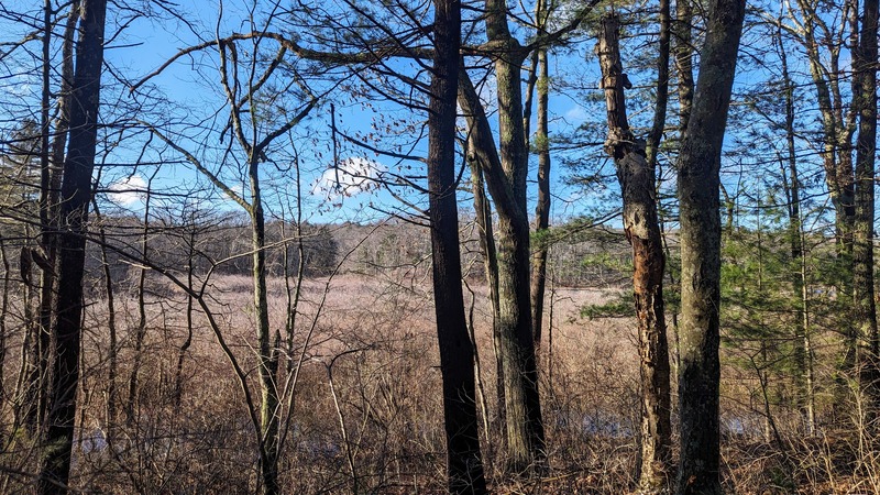 Photo looking past winter trees into a field of brown grass with sunny sky above