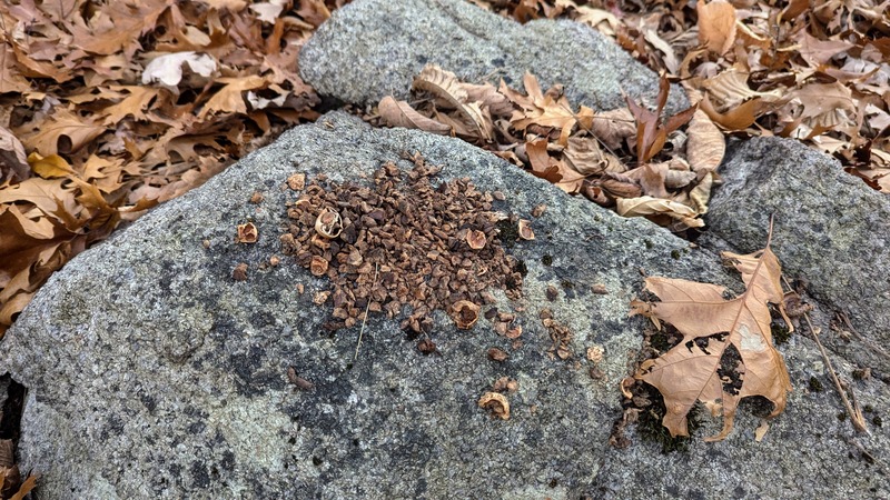 A pile of nut pieces that a squirrel left on a rock