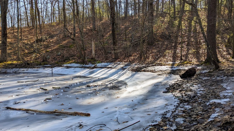 An icy pond with sunlight streaming through the trees