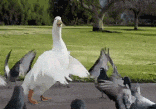 A gif of a duck dancing in the middle of a circle of pigeons