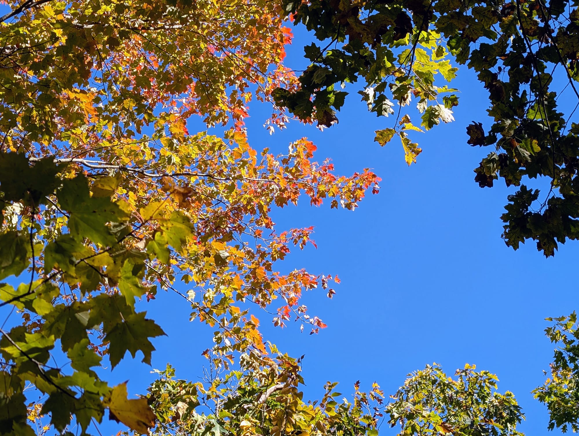 Fall leaves changing color