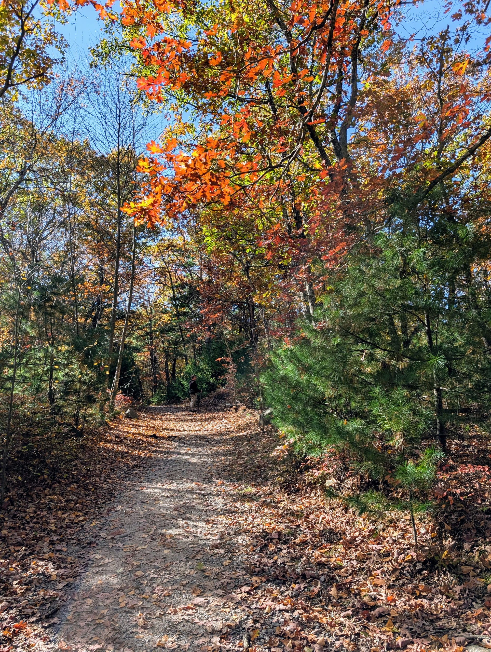 A photo of a dirt path through the woods with leaves on trees changing color