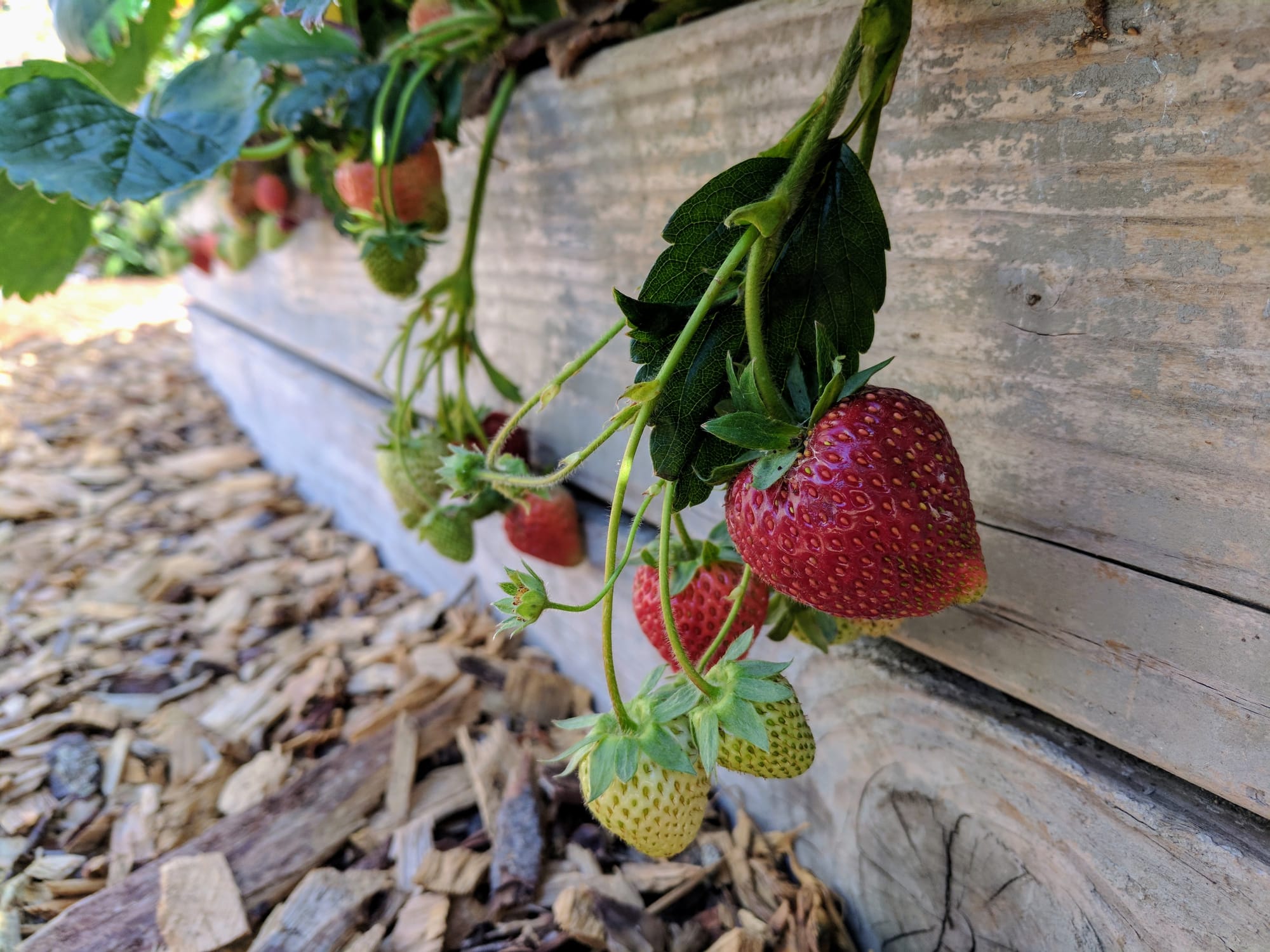 Strawberries growing overhanging a wooden raised bed