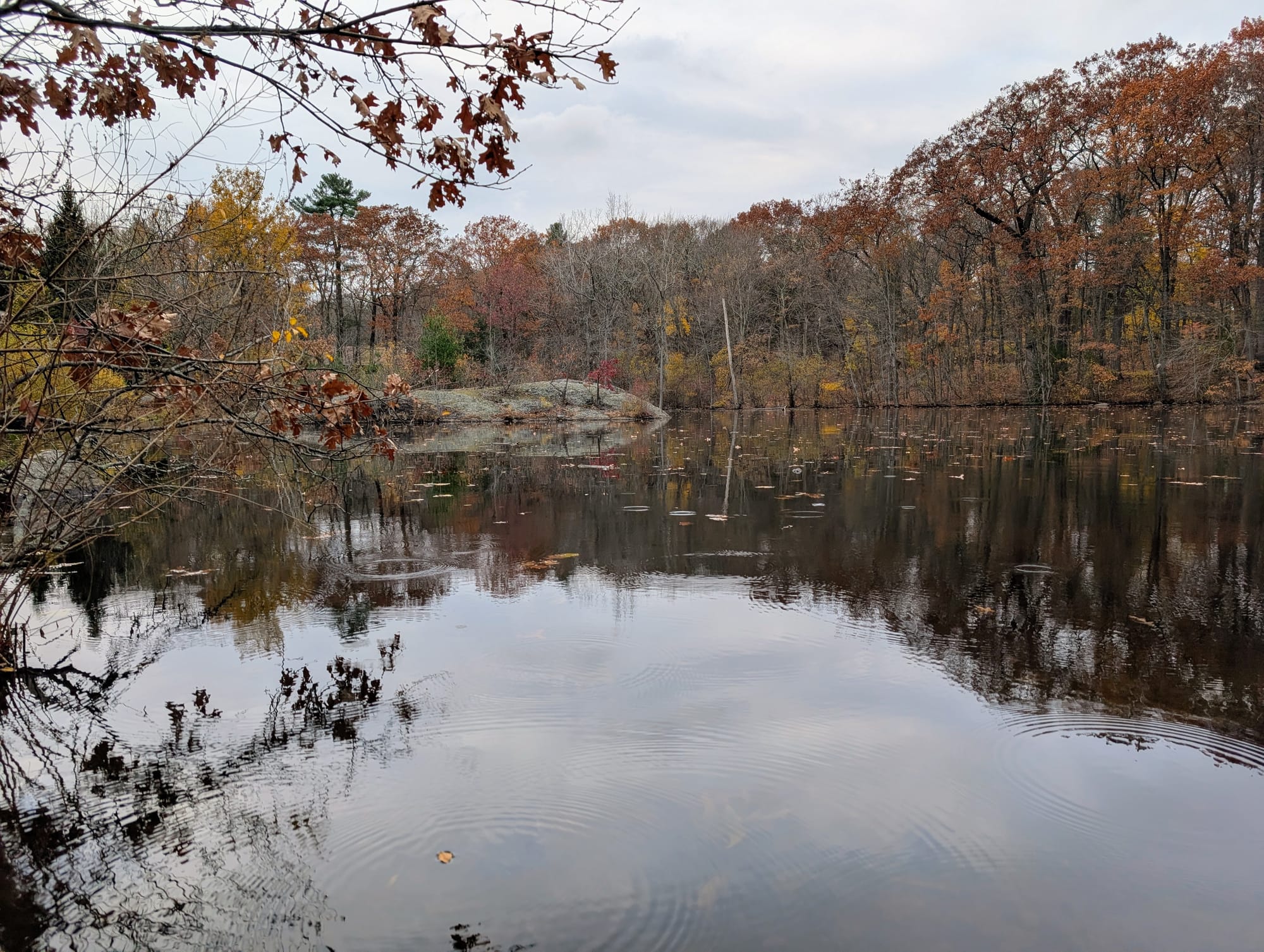Raindrops falling on a still pond with trees all around