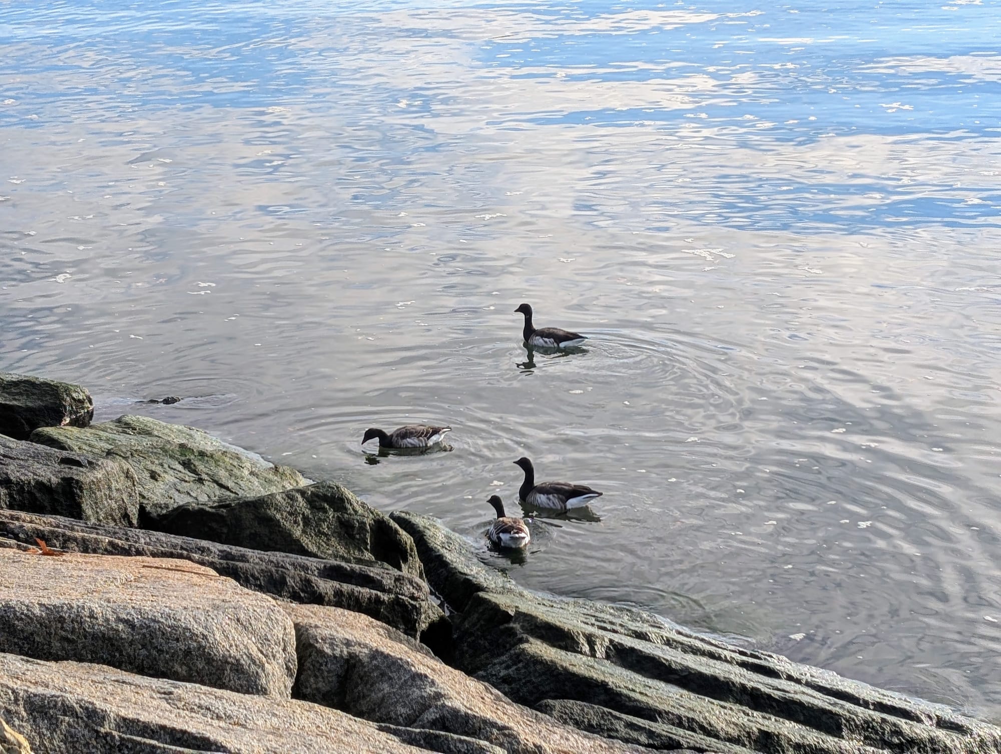Four brant geese swimming and looking for food
