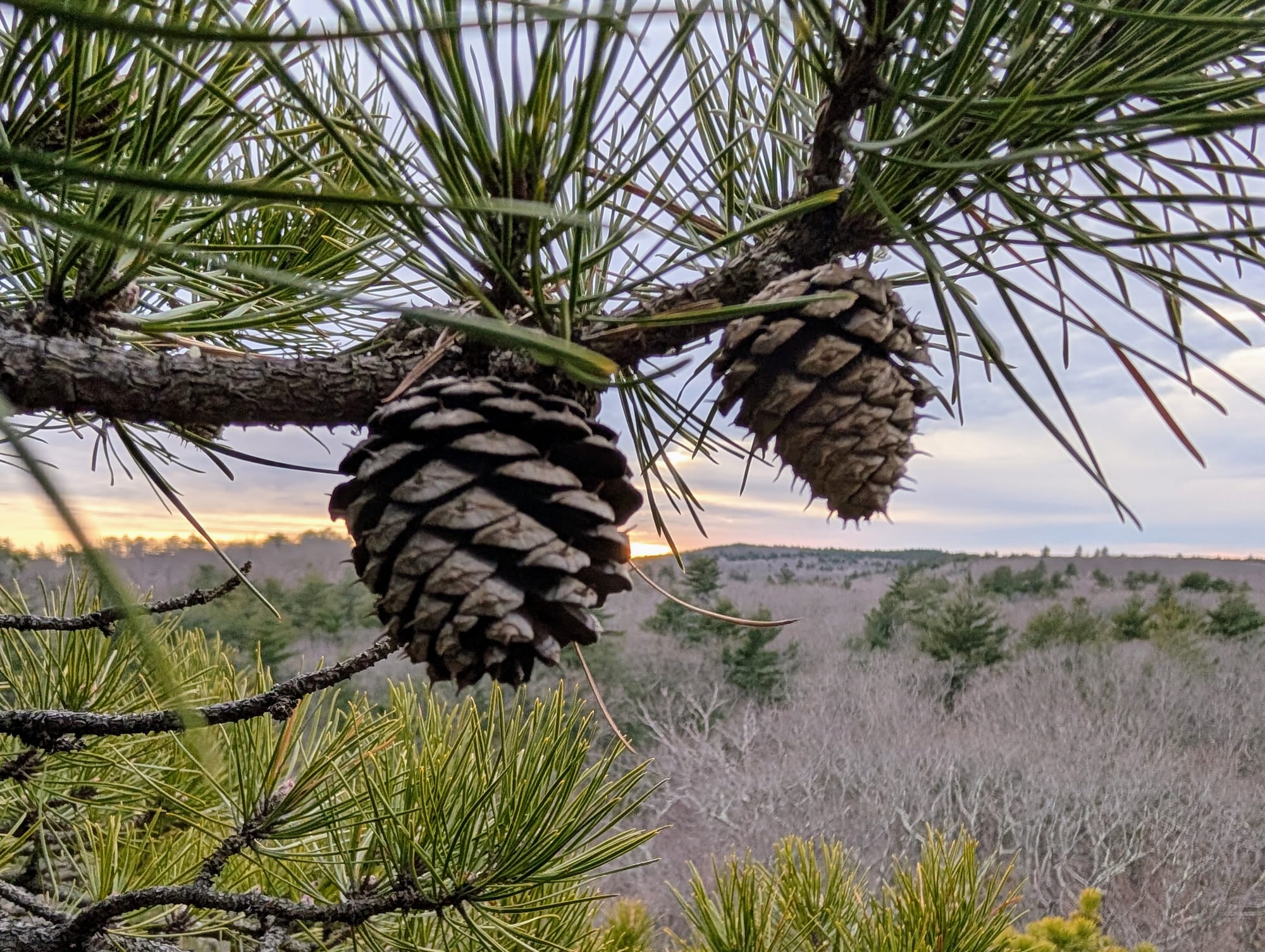 Two pine cones growing on a branch with a hillside and sunset in the background