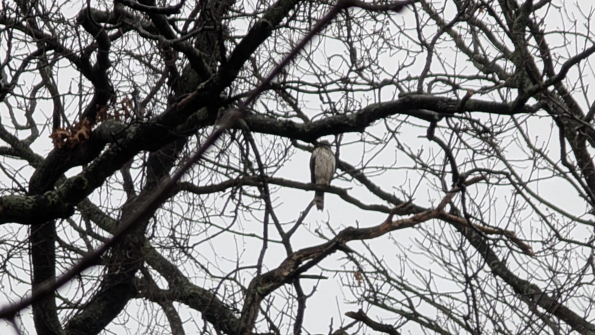 A Coopers Hawk sitting in a tree with bare winter branches.