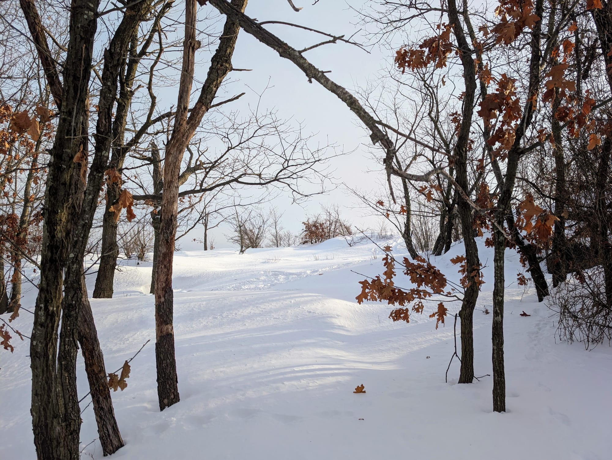 A photo of mostly bare trees with some dry oak leaves in snow with the sun casting shadows