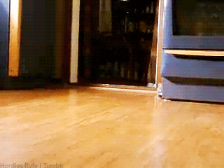 Gif of cute corgi puppies all running towards the camera