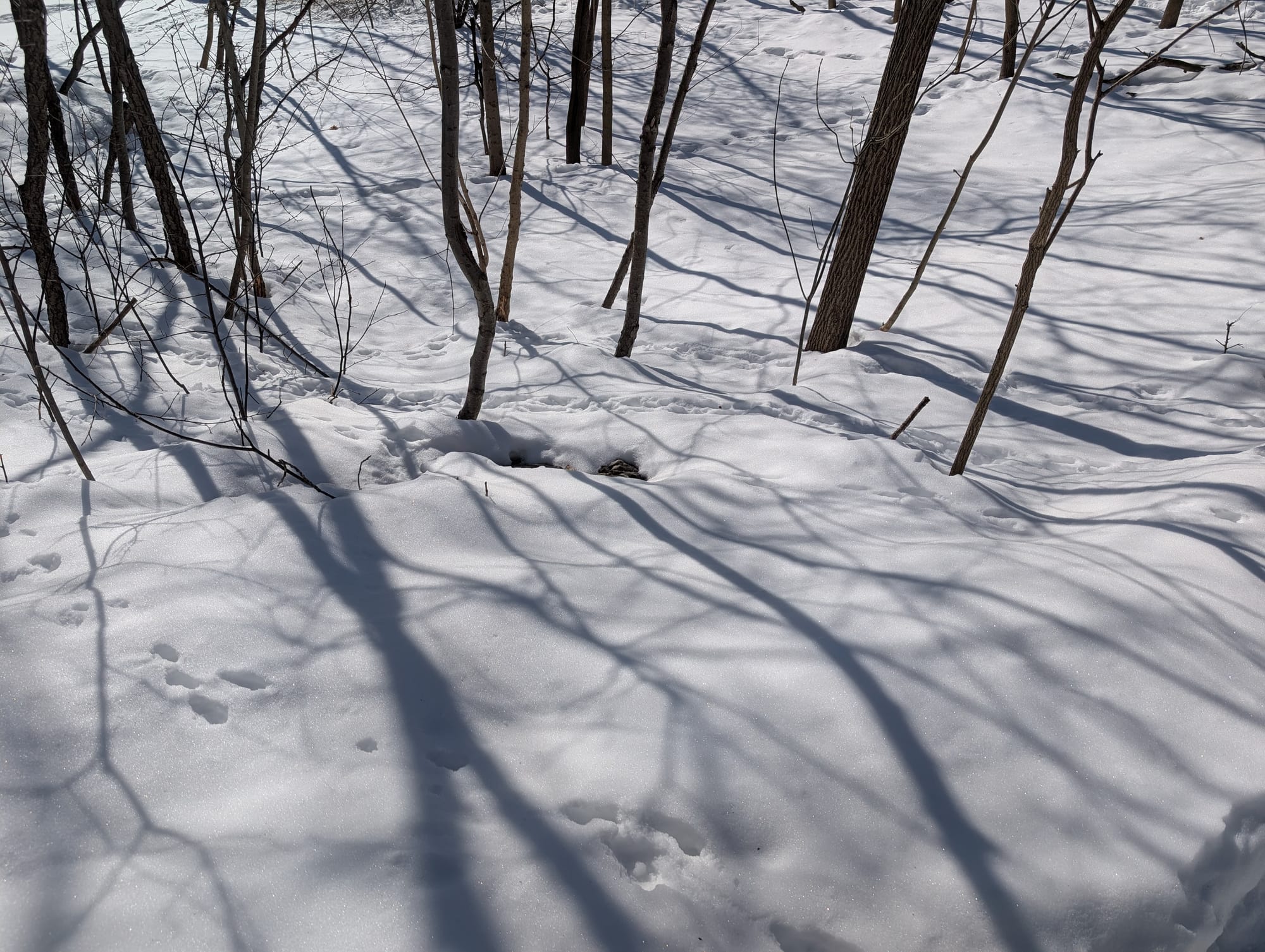 Trees casting shadows on snow, with rabbit tracks