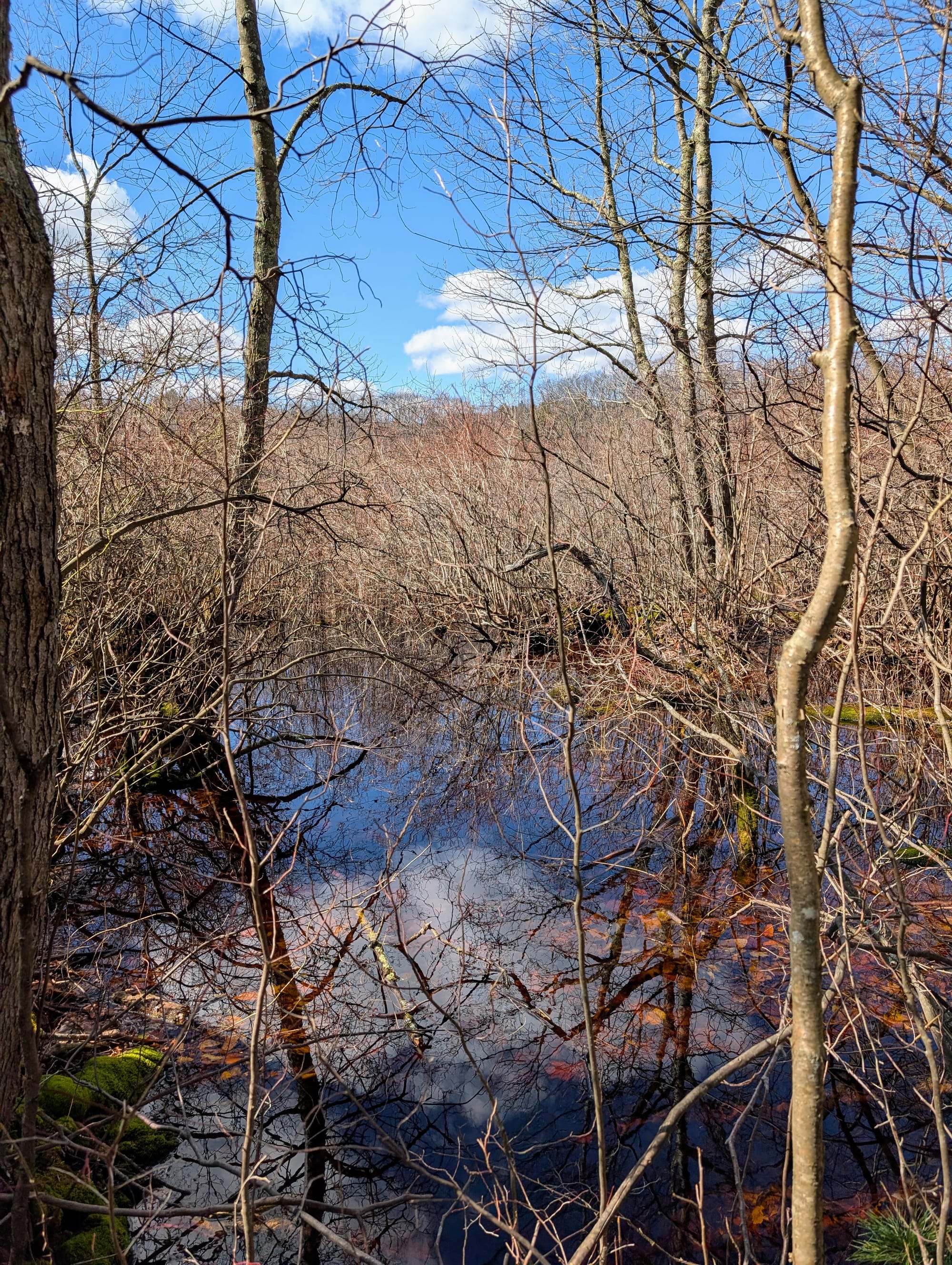 A photo of complicated, scrubby trees with bare branches above water with dead leaves and reflections, kind of like a fractal image