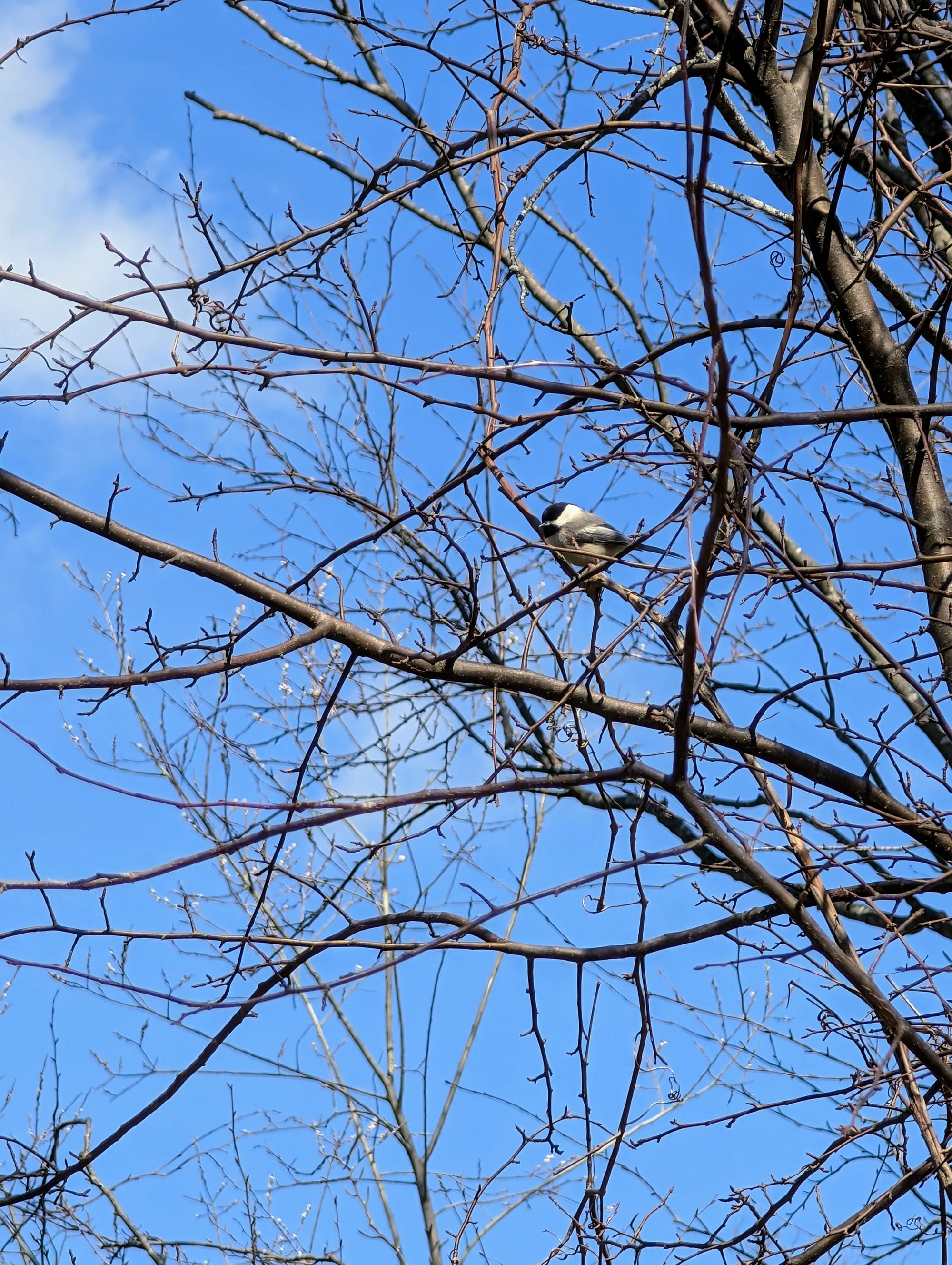 A chickadee bird sits on a tree branch