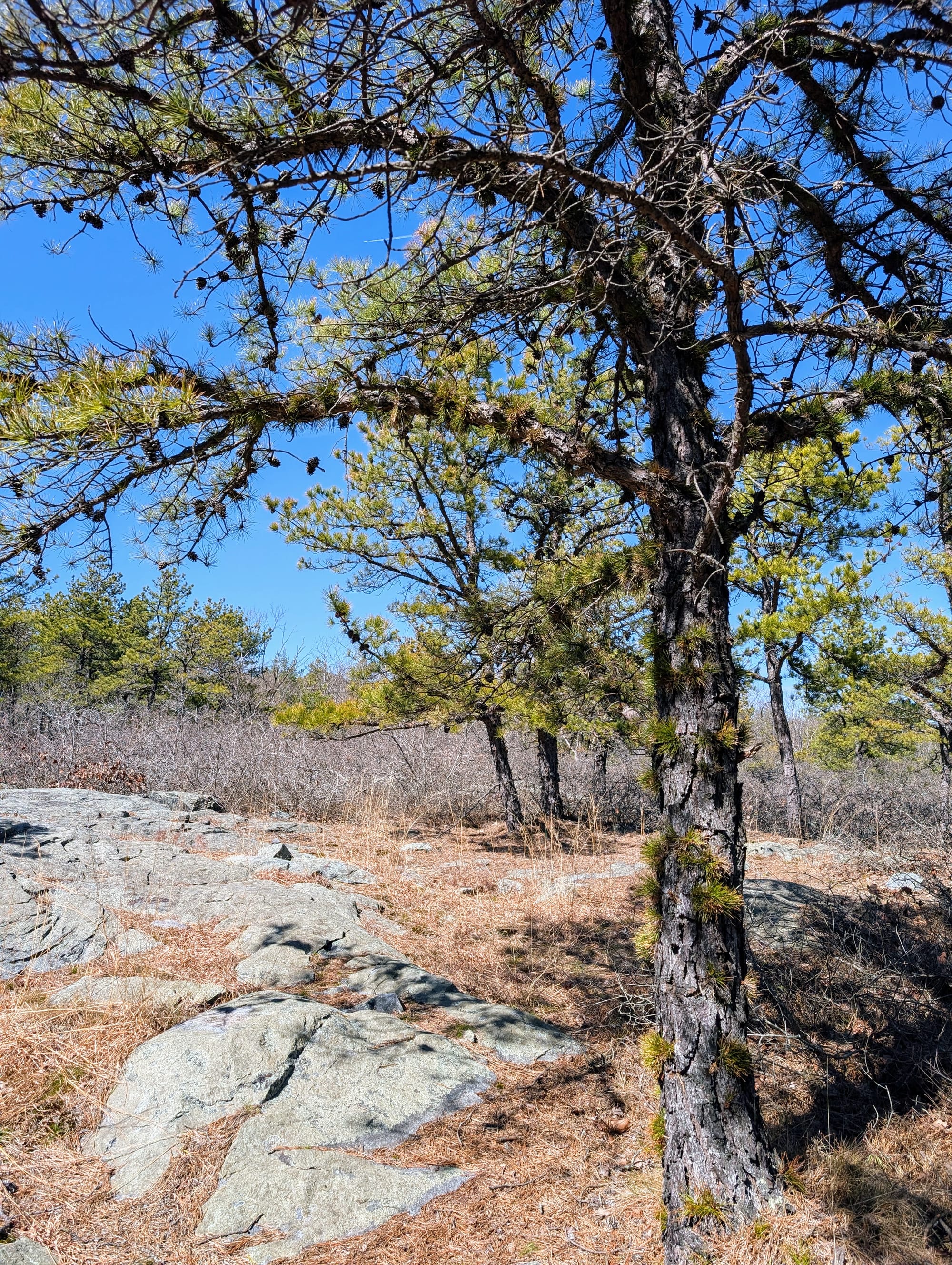 A photo of a pine tree with cones and needles growing out of the trunk, on a sunny day with dry grass and rocks nearby