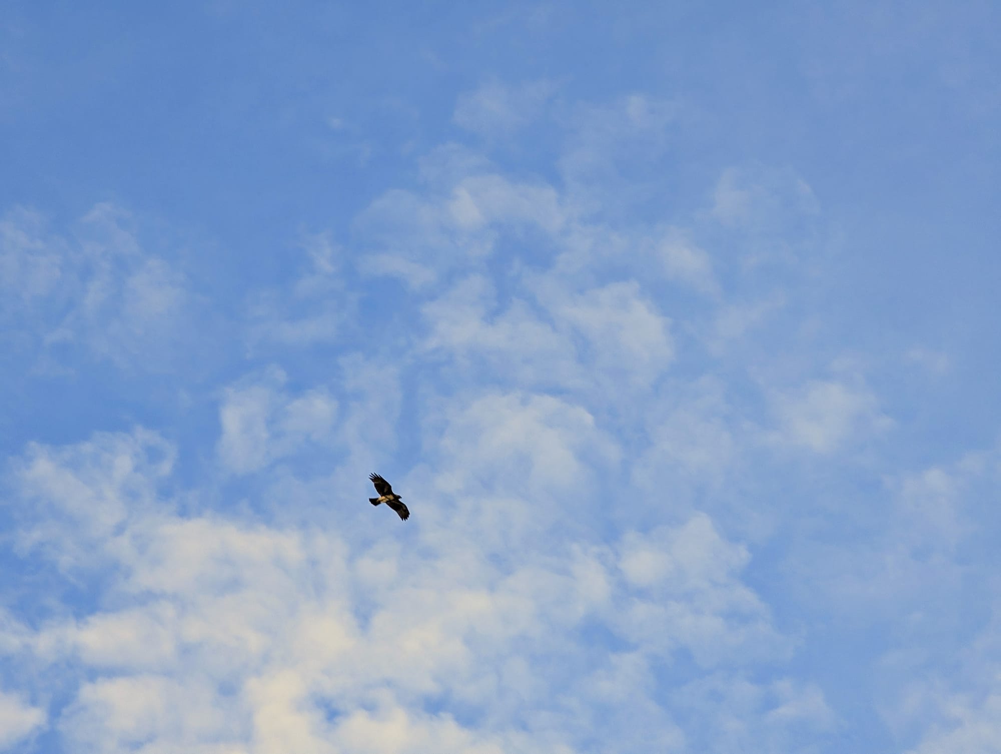 A hawk circles above in blue sky with rippling clouds