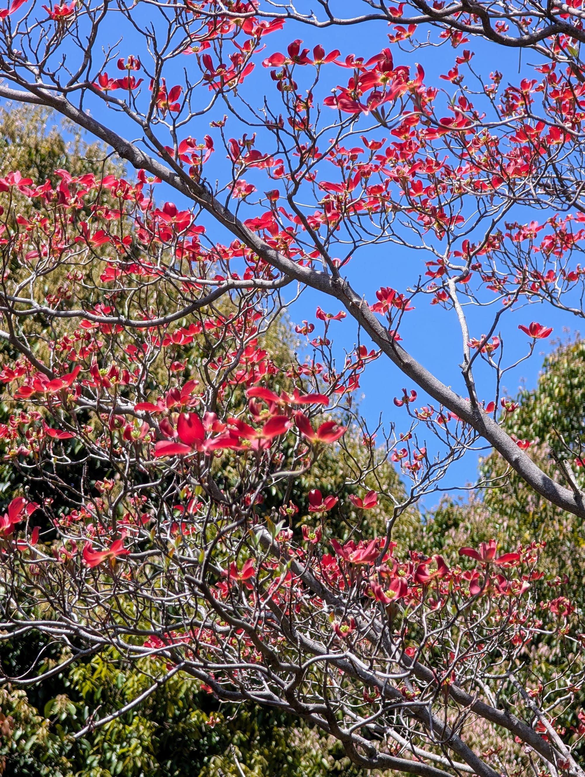 A tree full of red 4-petaled flowers and no leaves yet (a type of dogwood, I think?)