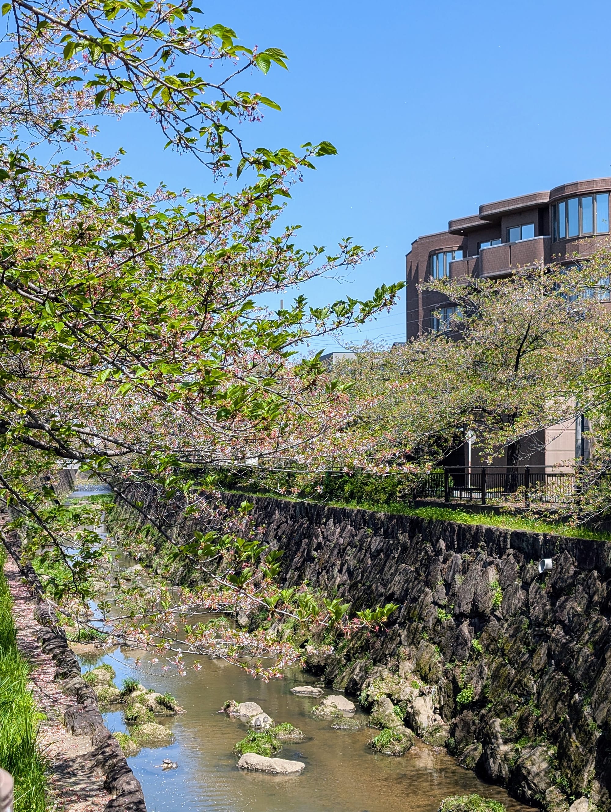 A river with man-made rock walls and cherry trees blossoming alongside