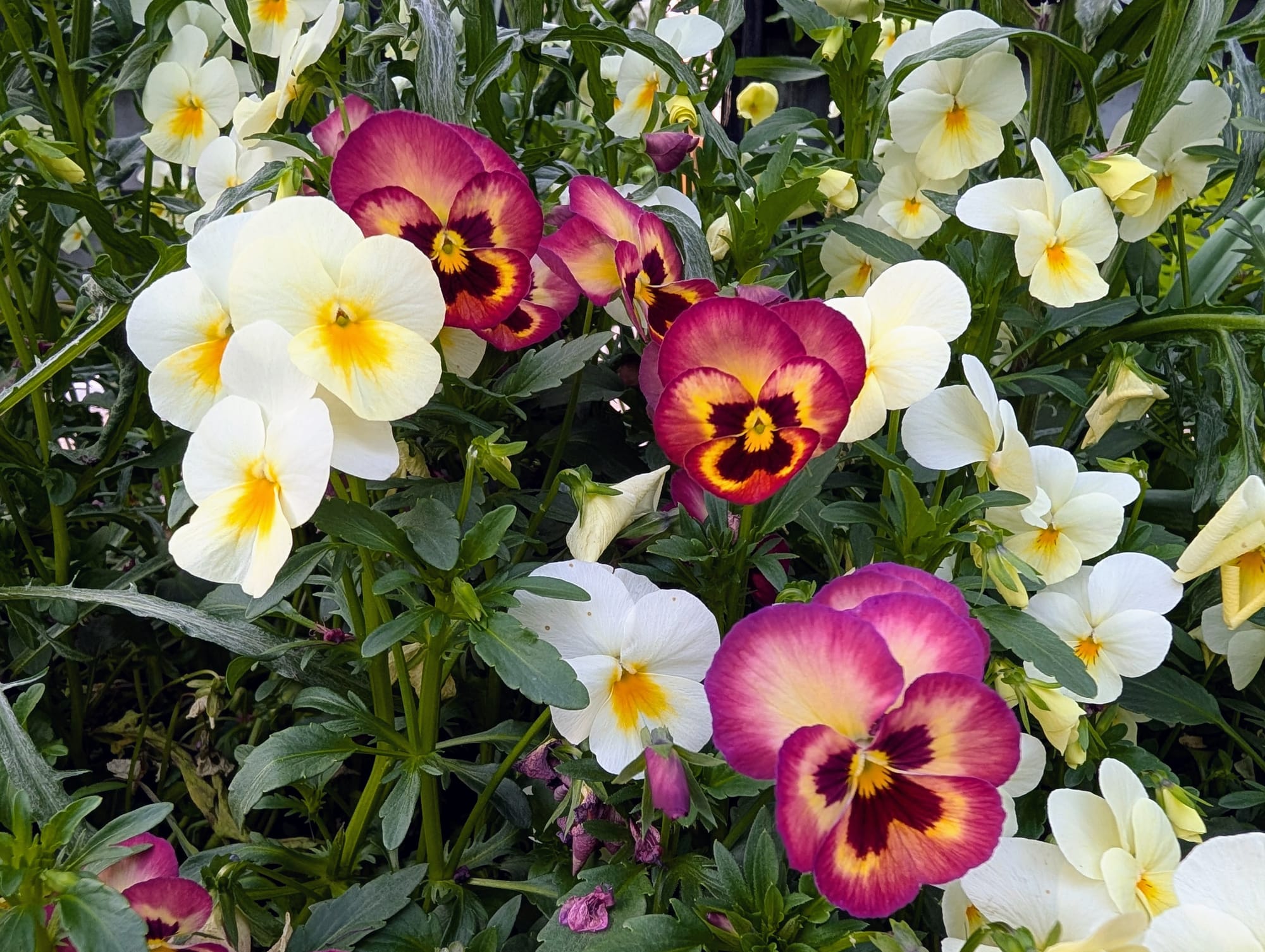 Brightly colored flowers (violets or pansies)