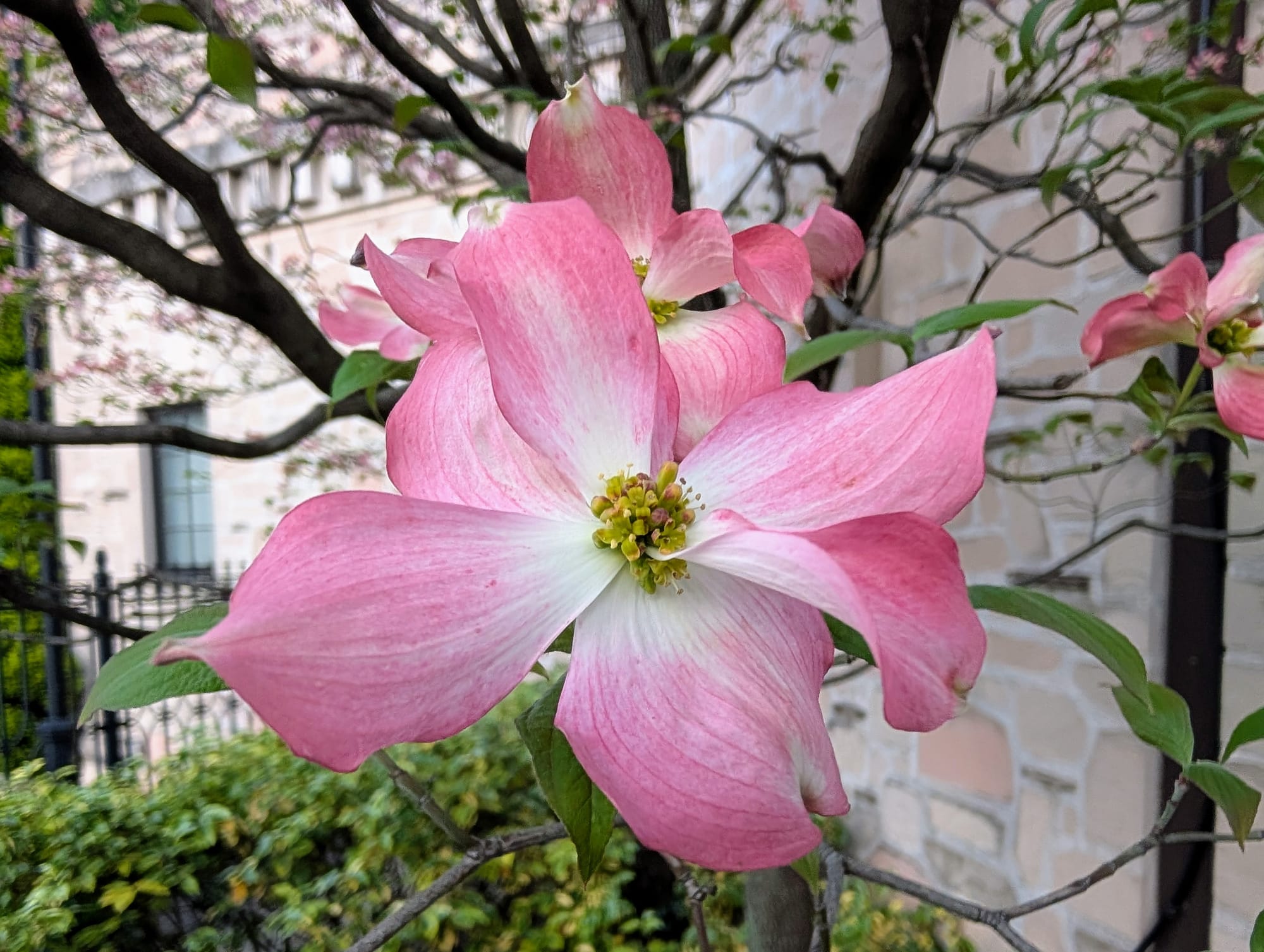A large, leafy pink flower with tree branches behind
