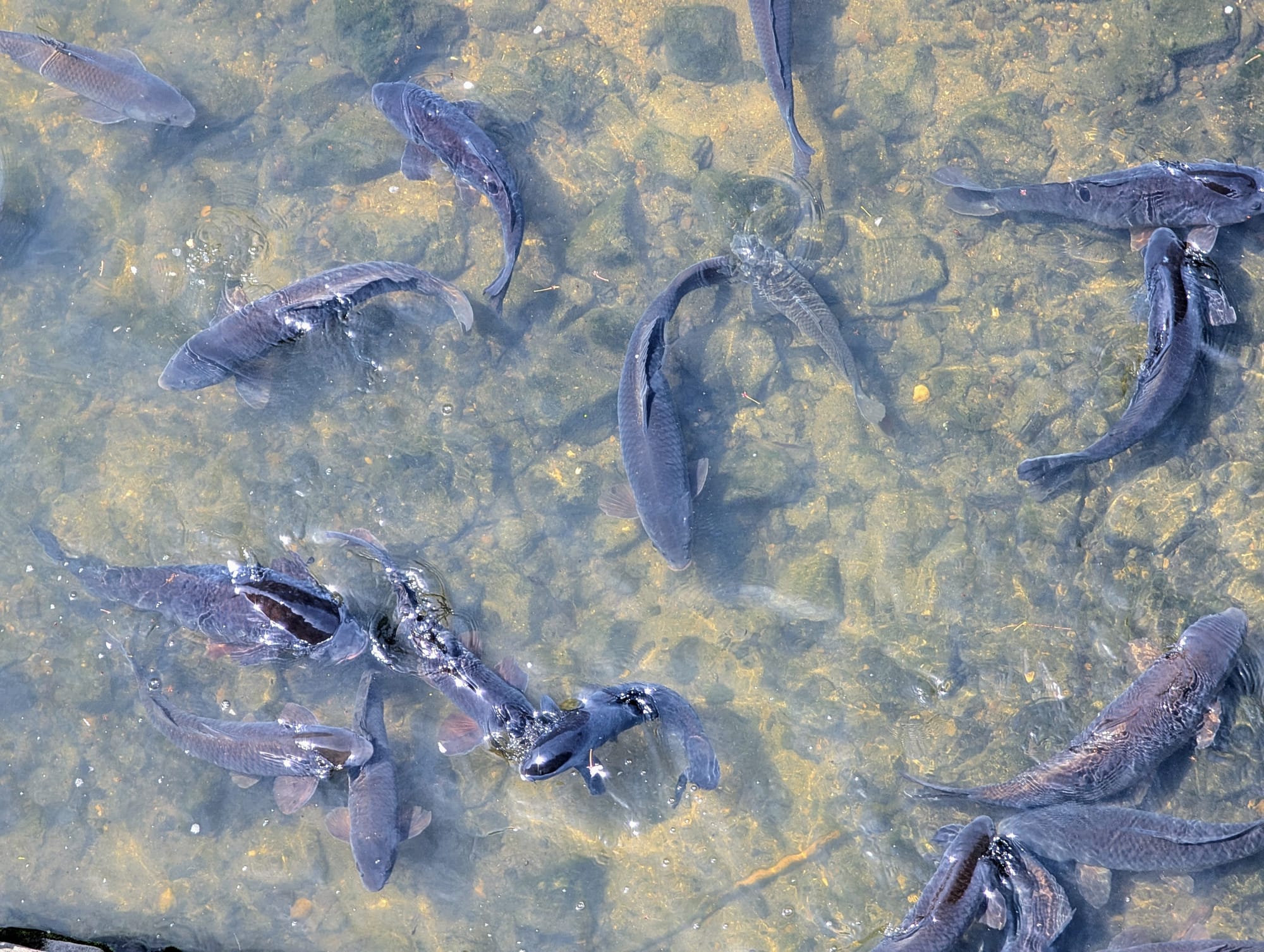 More than ten large, dark colored koi fish circling and churning the shallow water