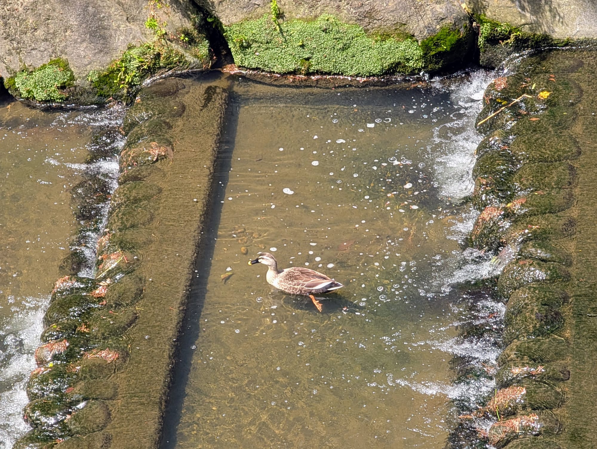 A duck swimming in a shallow, concrete-lined river with mossy rocks