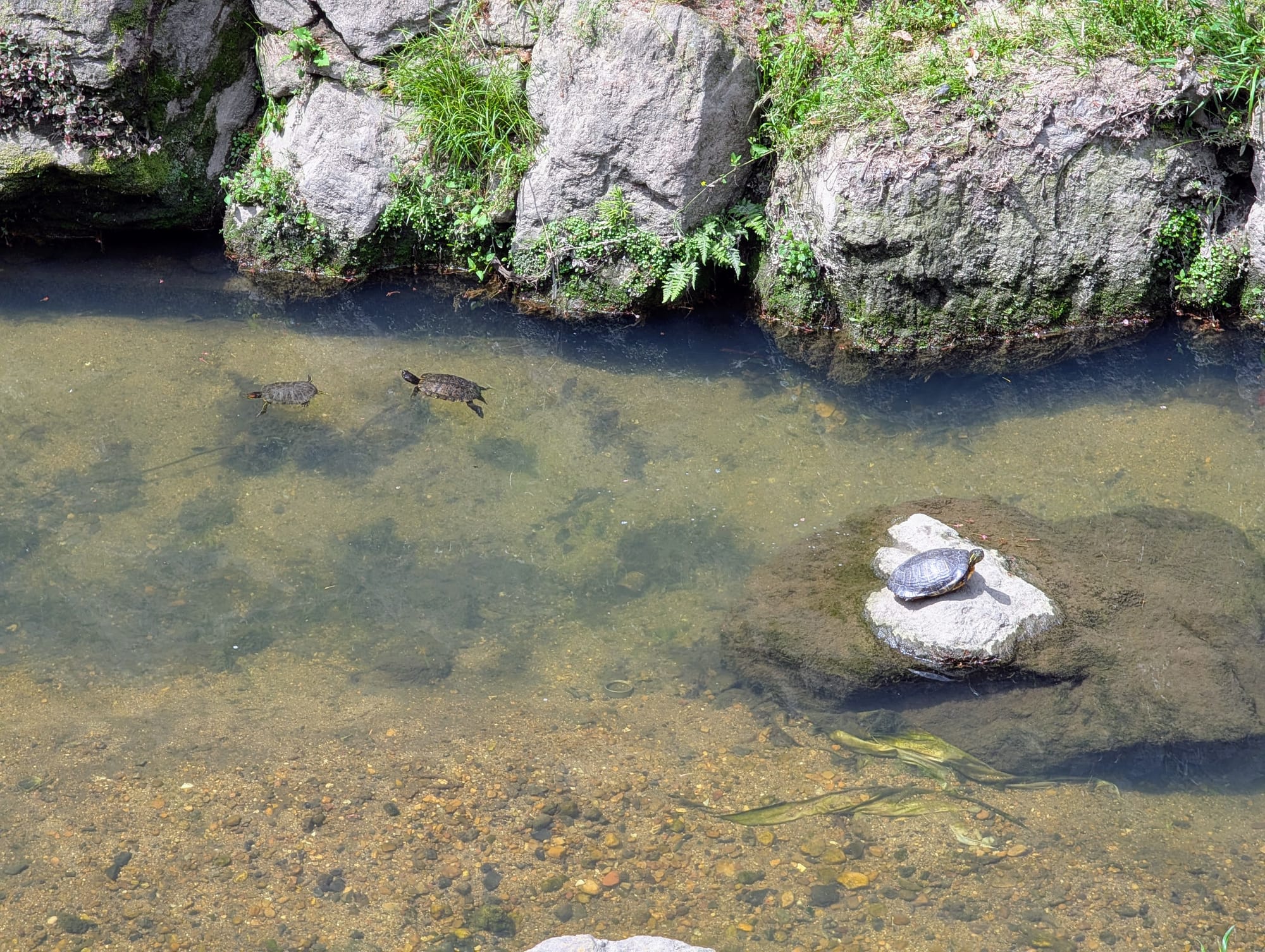 Two turtles swimming and one turtle sitting on a rock in the river