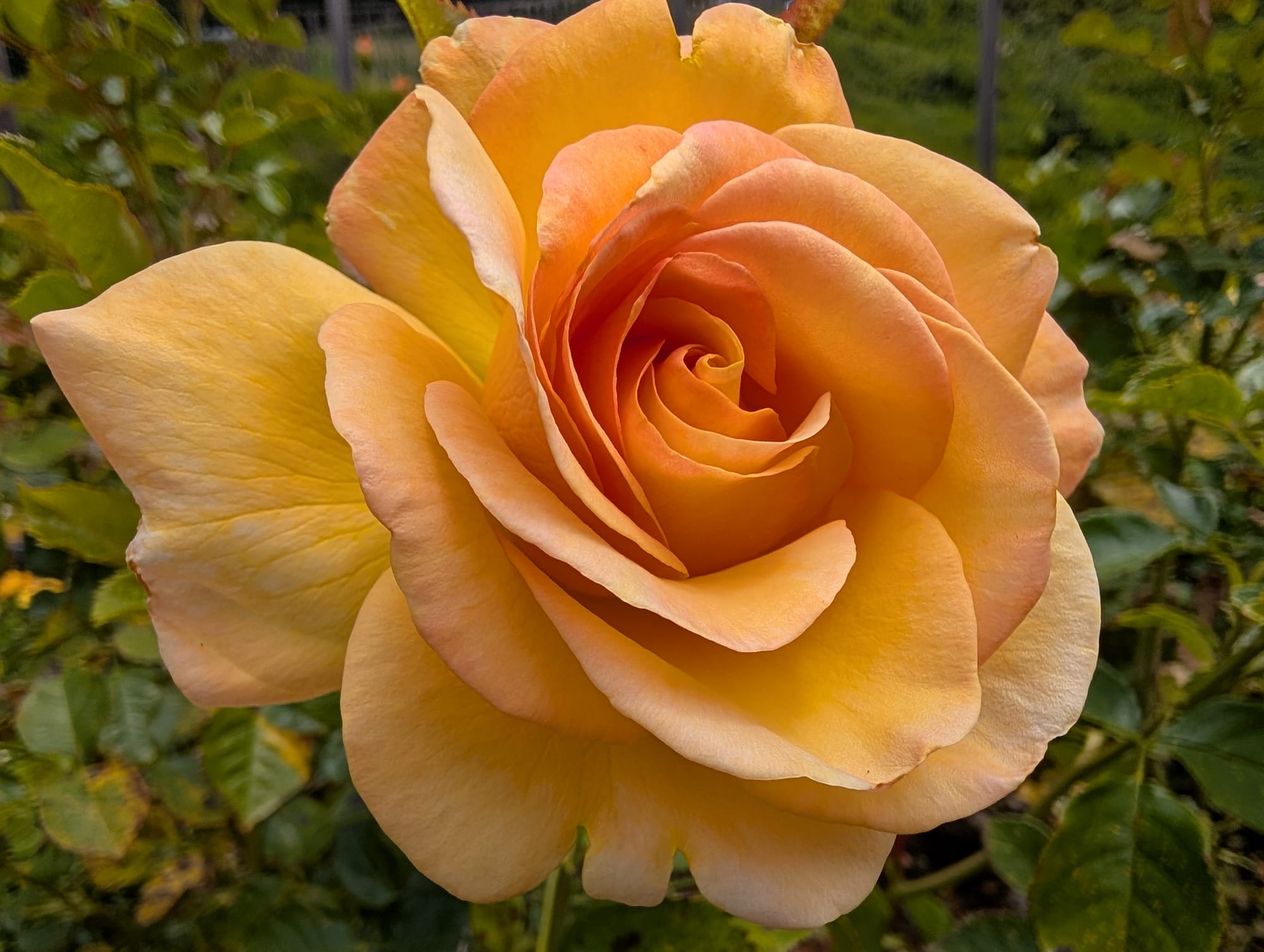 A close up of a golden colored rose flower