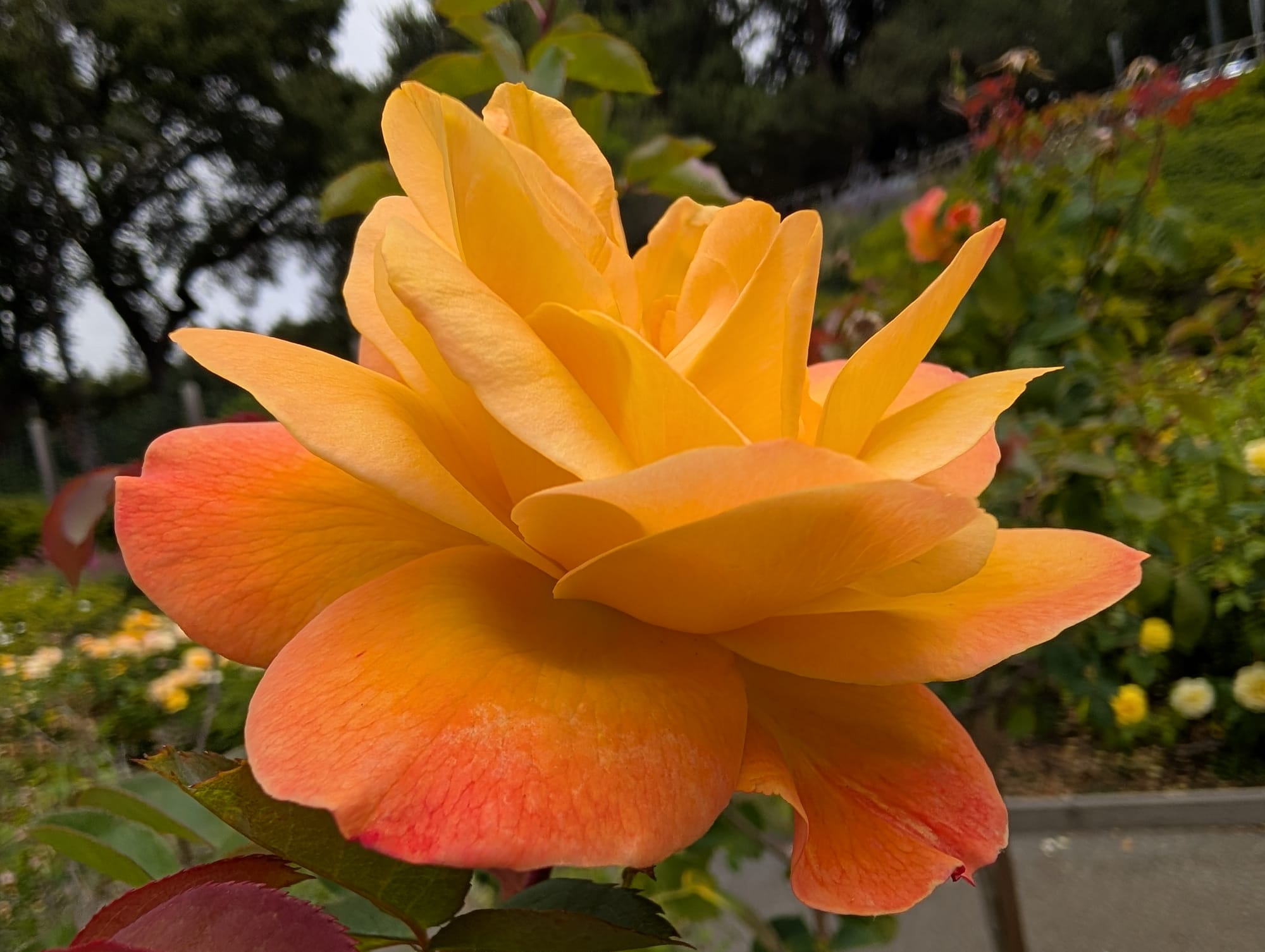 A close up of a creamy orange rose flower