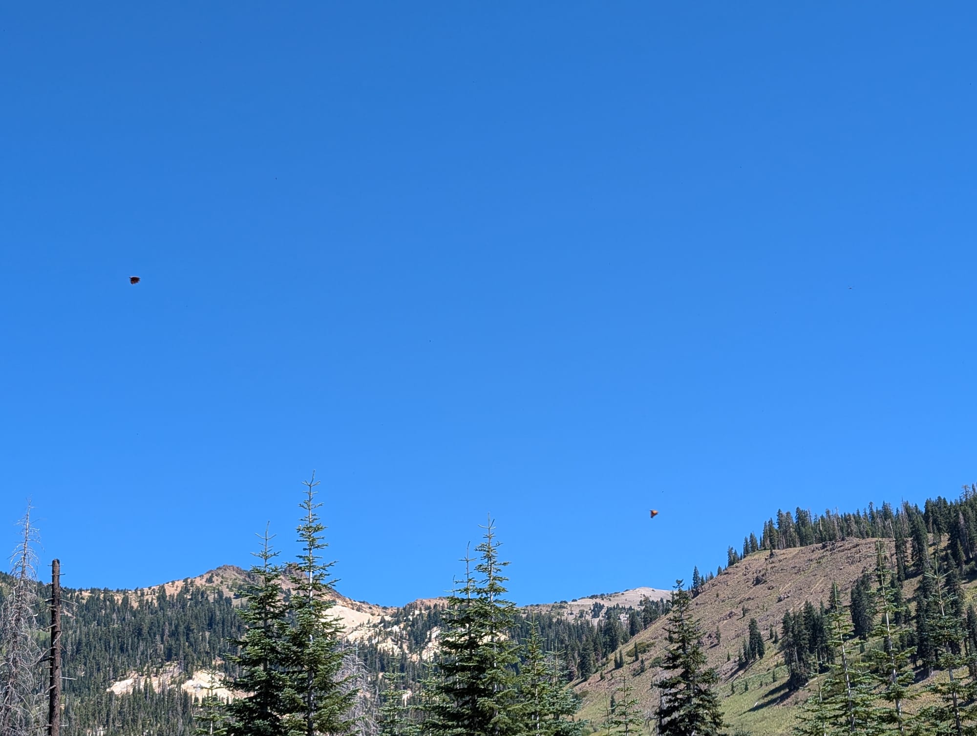 A mountain landscape with a blue sky and a few orange butterflies