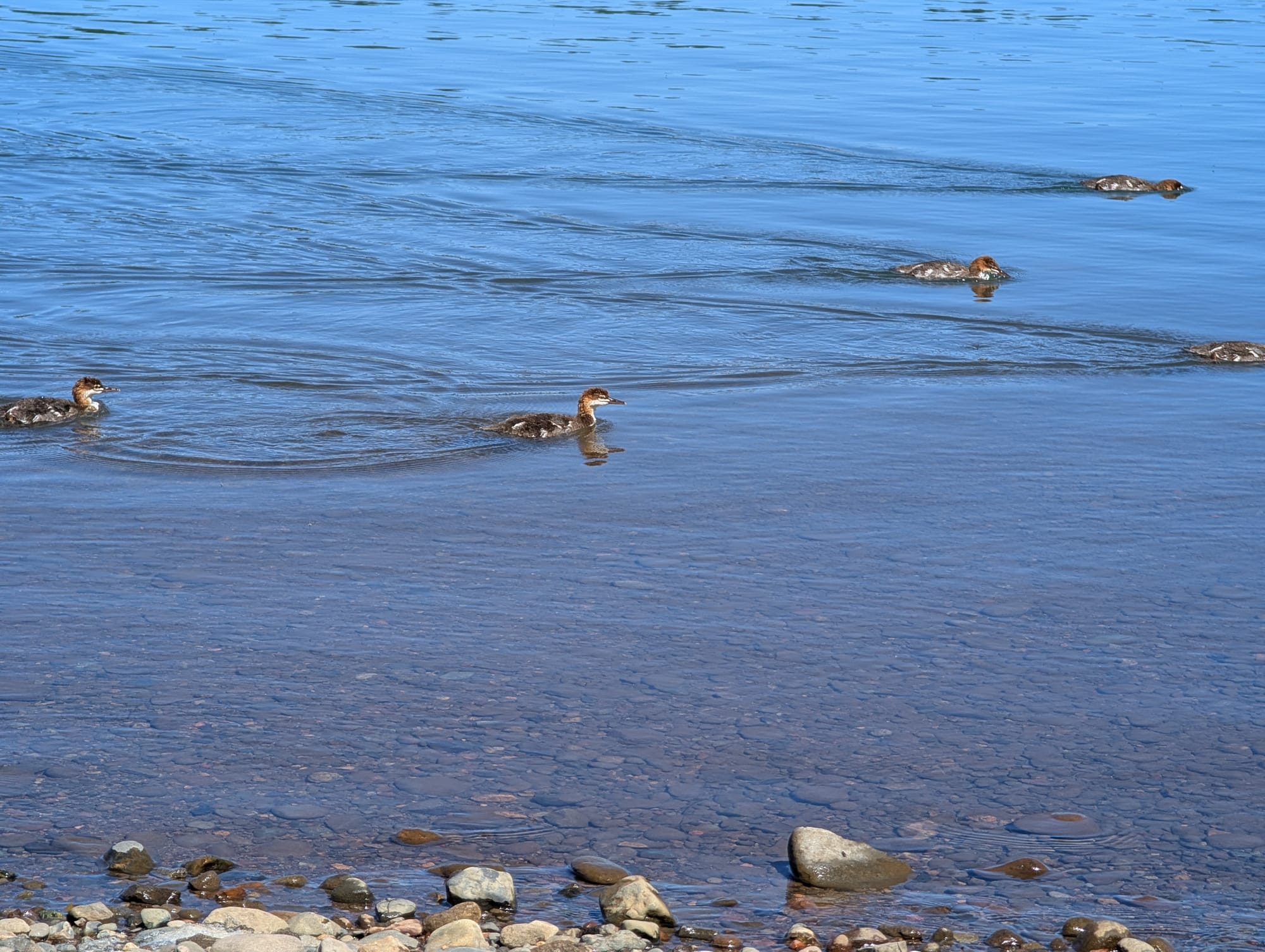Merganser ducklings swimming on the clear surface of a lake