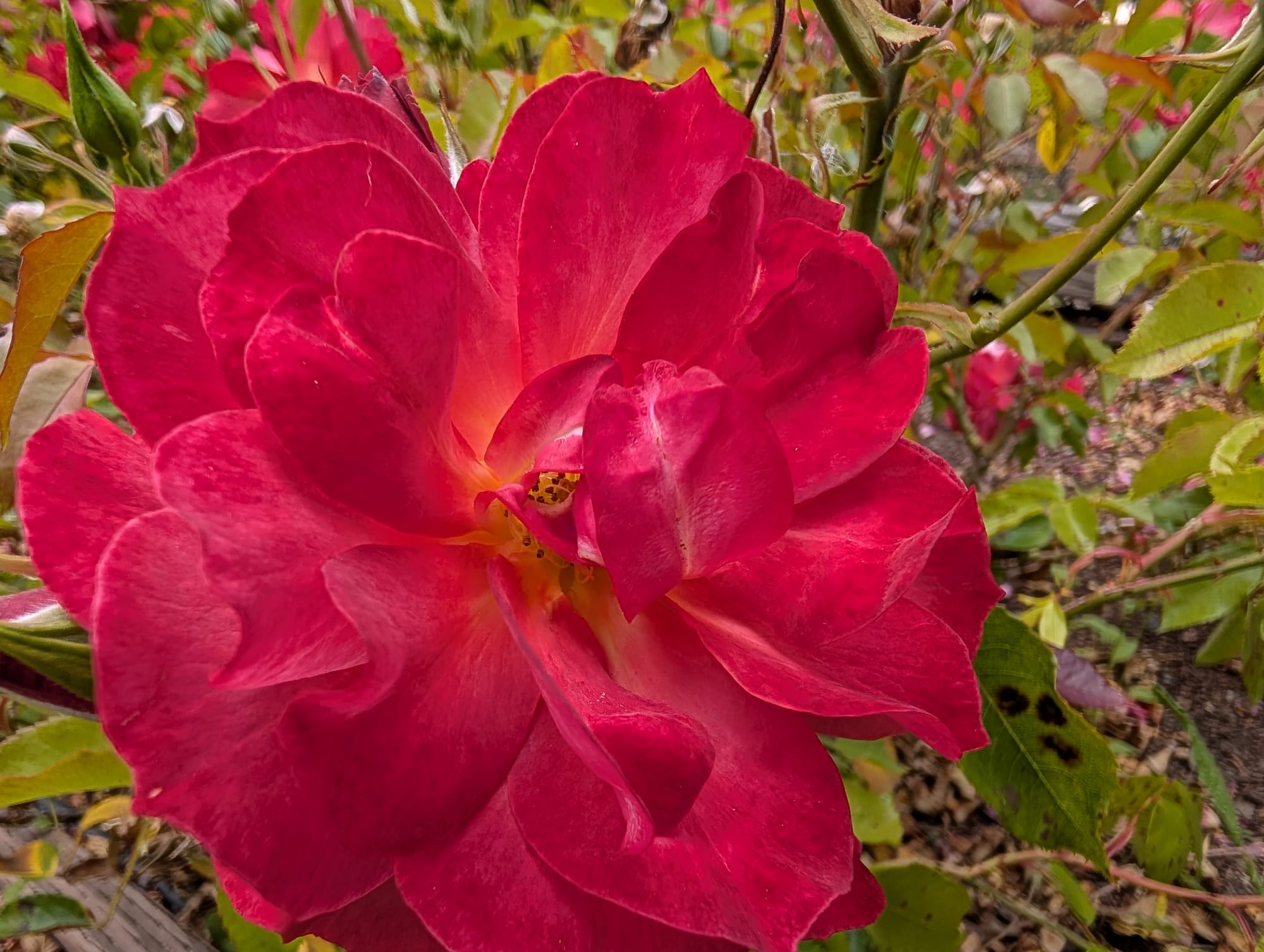 Close up of an older, magenta rose with the center visible