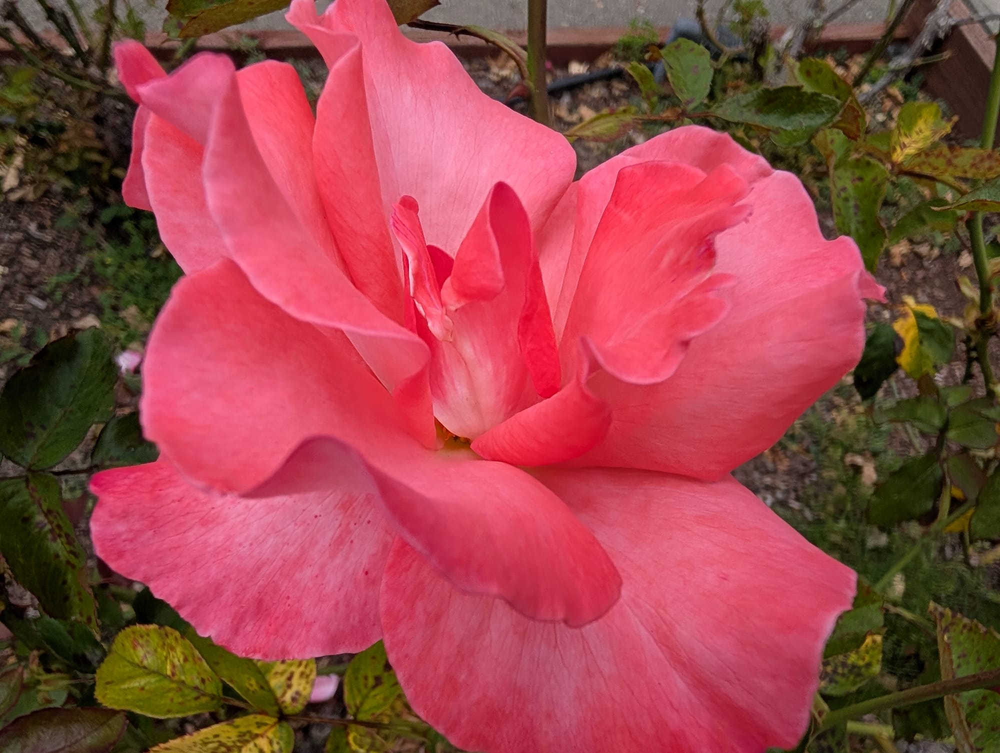 Close up of a pink rose with unfurling petals