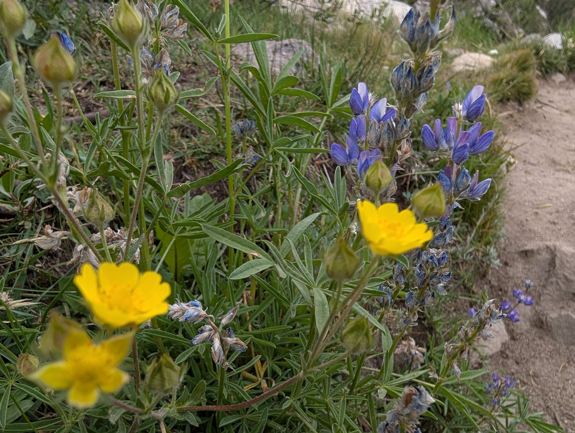 A close up photo of yellow and blue wildflowers next to a sandy path