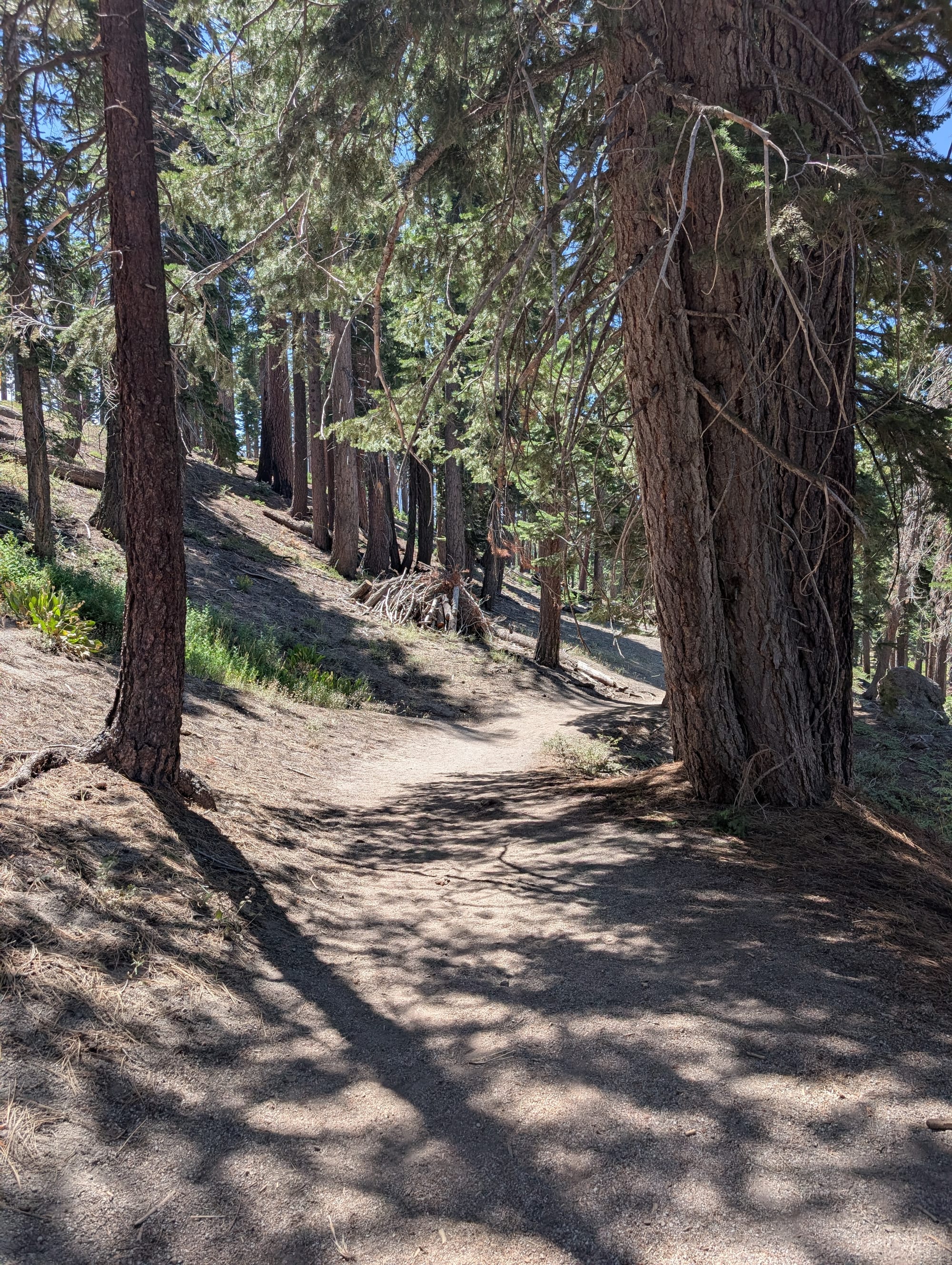 A photo of the steep, sandy, hot trail, surrounded by sparse old evergreen trees and some brush piles. The sun is creating shadows of the trees on the hot sand.