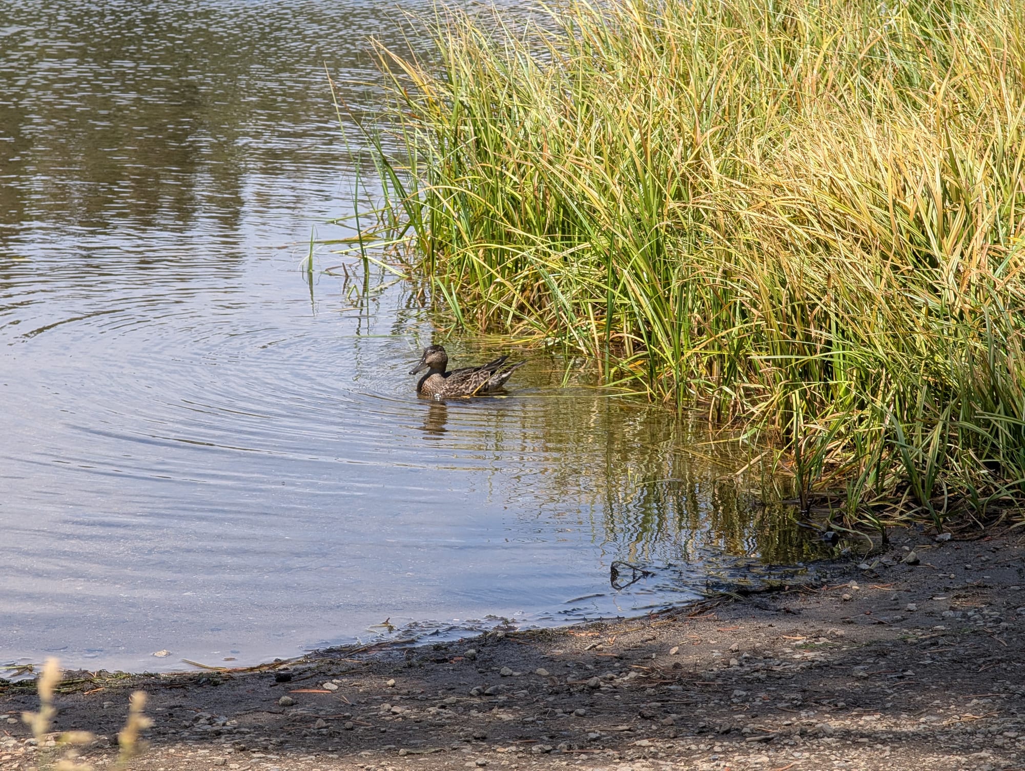A small cute duck in the middle of circular ripples in the water, next to reeds and a sandy shore